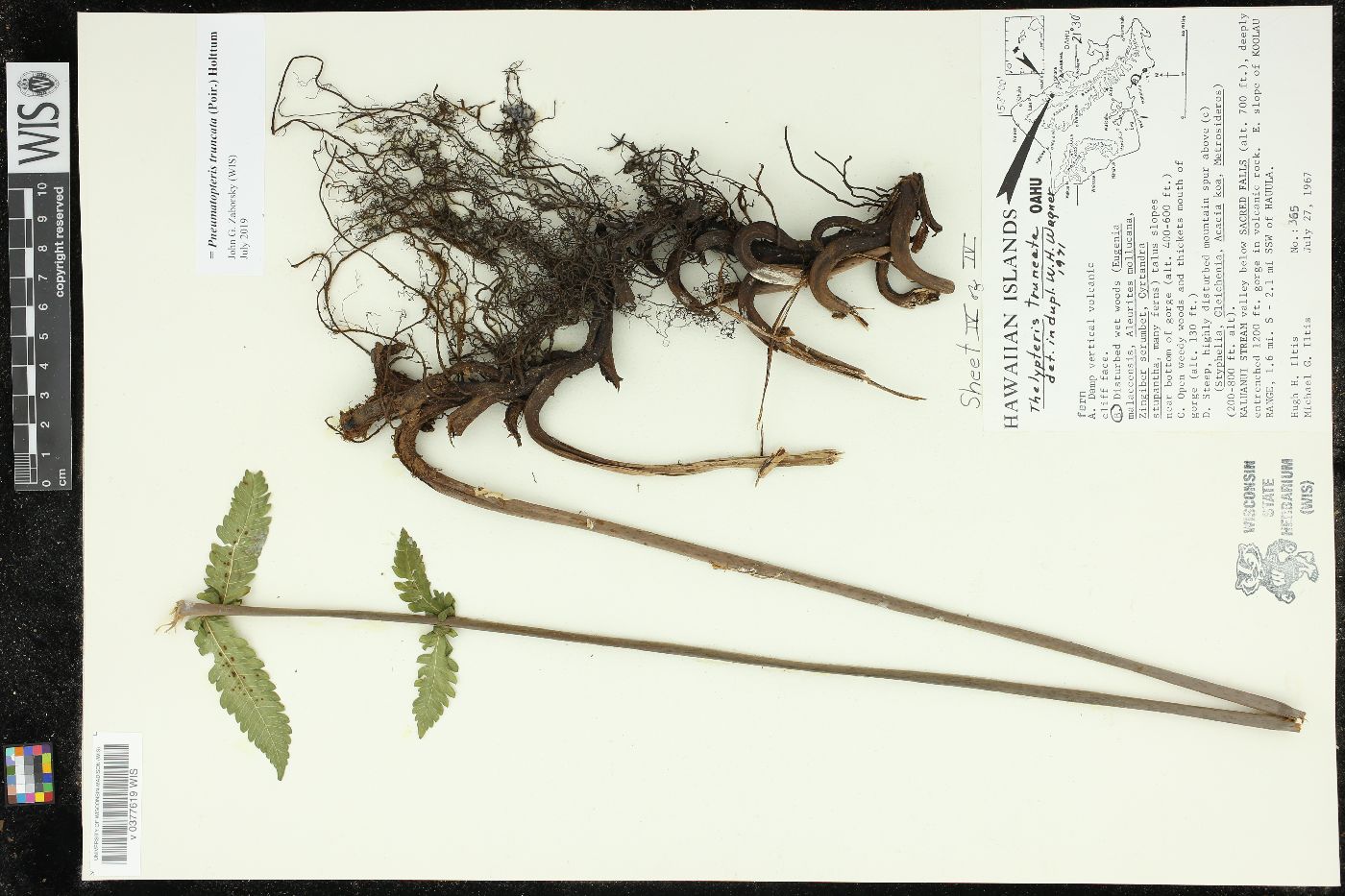 Pneumatopteris truncata image