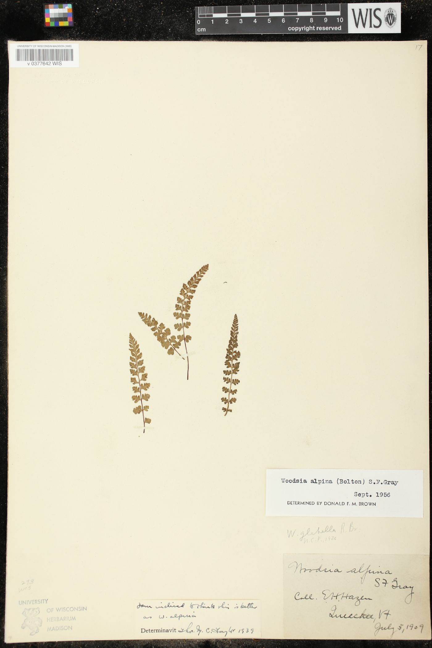 Woodsia alpina image