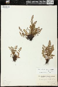 Woodsia alpina image