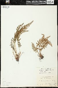 Woodsia ilvensis image