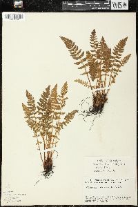 Woodsia ilvensis image