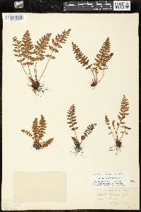 Woodsia ilvensis image