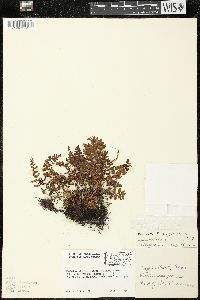 Woodsia ilvensis image