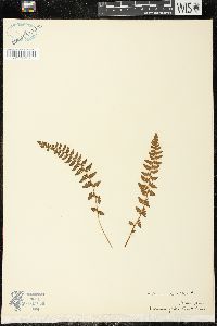 Woodsia ilvensis image