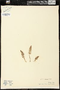 Woodsia ilvensis image