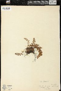 Woodsia ilvensis image