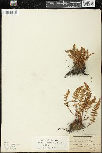 Woodsia ilvensis image