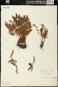 Woodsia ilvensis image