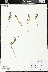 Woodsia ilvensis image