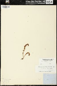 Woodsia ilvensis image