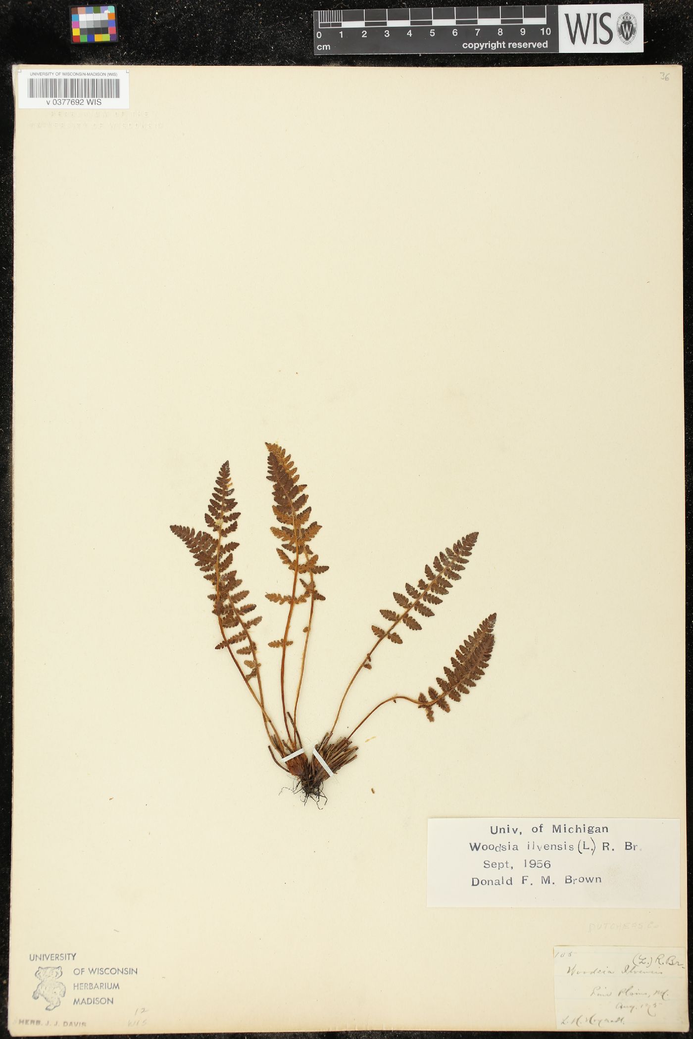 Woodsia ilvensis image