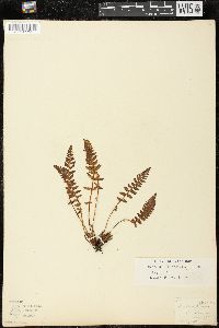 Woodsia ilvensis image