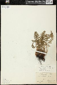 Woodsia ilvensis image