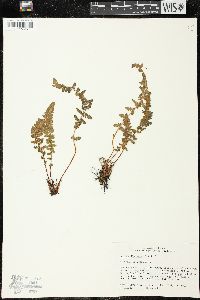 Woodsia ilvensis image