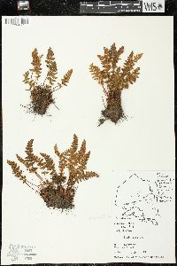 Woodsia ilvensis image