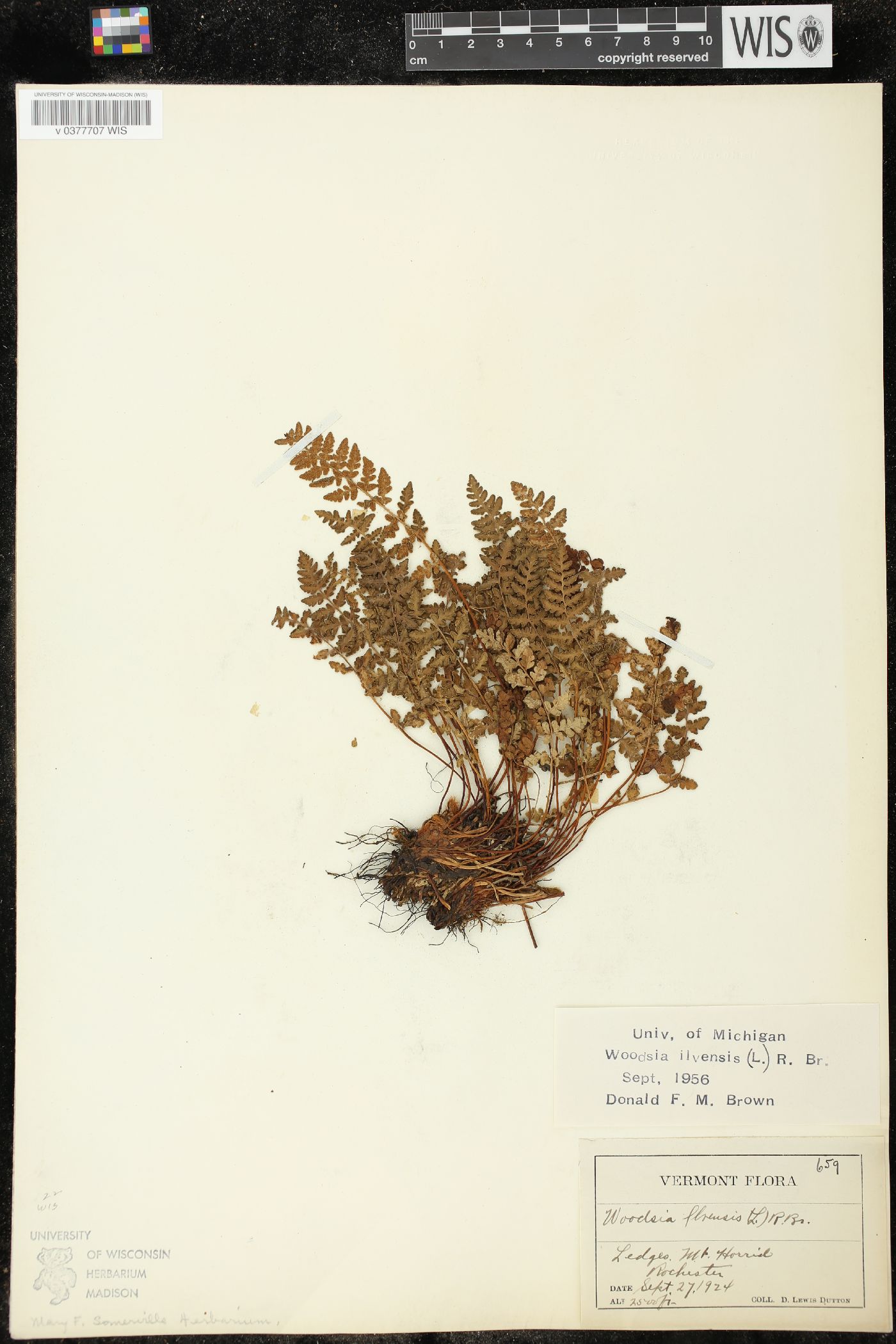 Woodsia ilvensis image