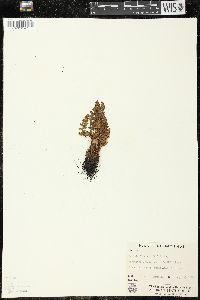 Woodsia ilvensis image