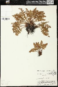 Woodsia ilvensis image