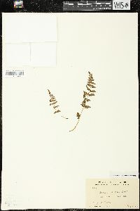 Woodsia ilvensis image