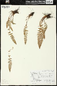 Woodsia ilvensis image