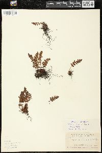 Woodsia ilvensis image