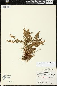 Woodsia oregana subsp. cathcartiana image