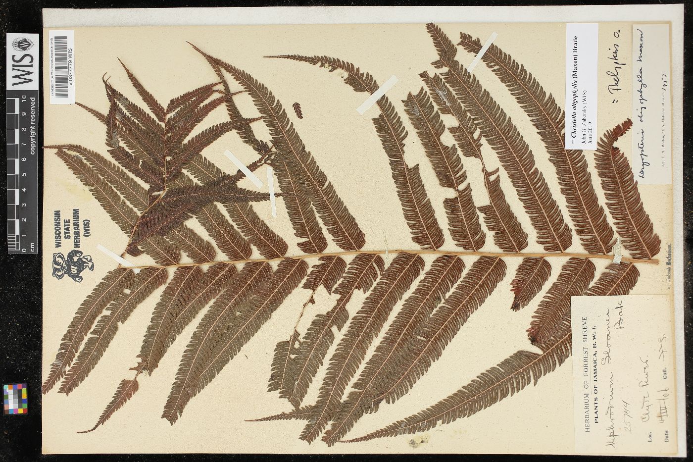 Christella oligophylla image