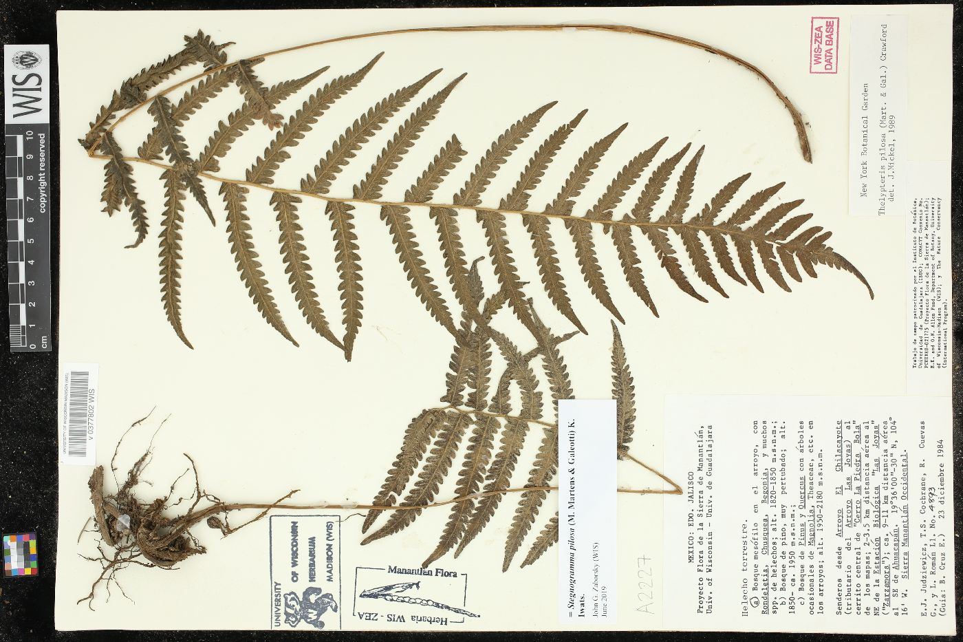 Stegnogramma pilosa image
