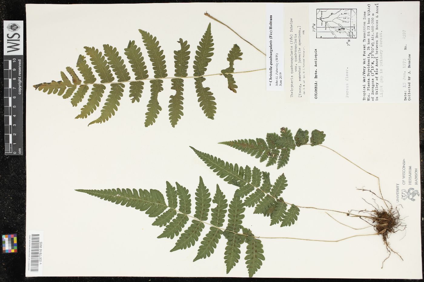 Christella quadrangularis image