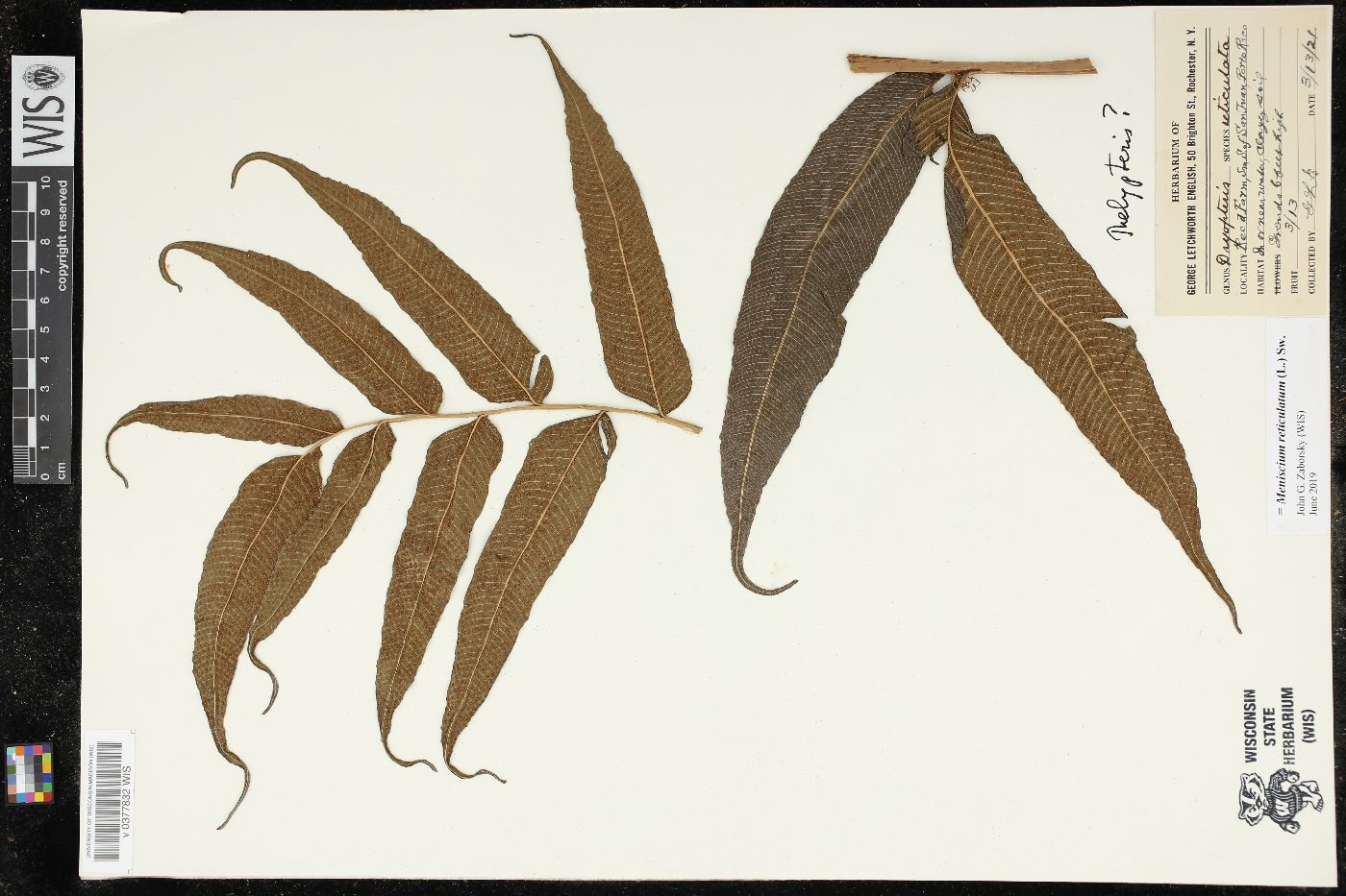 Meniscium reticulatum image