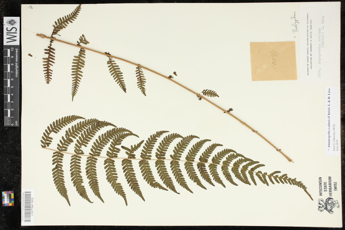 Amauropelta scalaris image