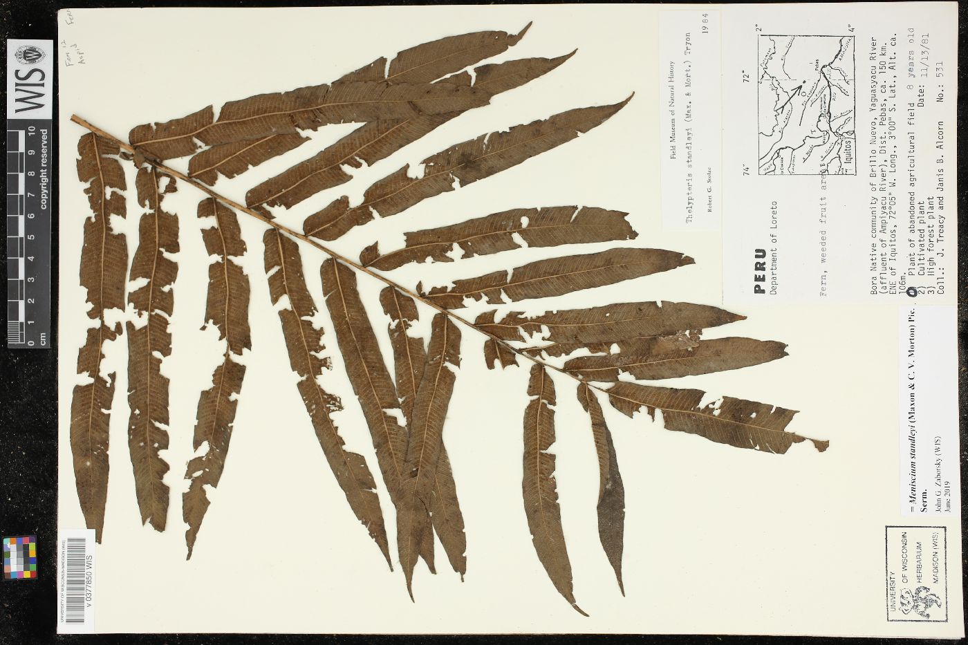 Meniscium standleyi image