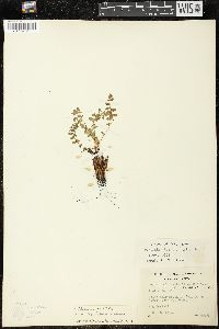 Woodsia ilvensis image