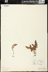 Woodsia ilvensis image