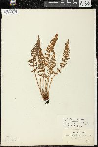 Woodsia ilvensis image