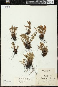 Woodsia ilvensis image