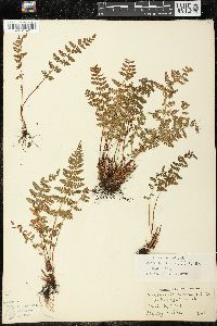 Woodsia ilvensis image