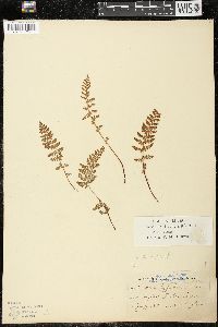 Woodsia ilvensis image