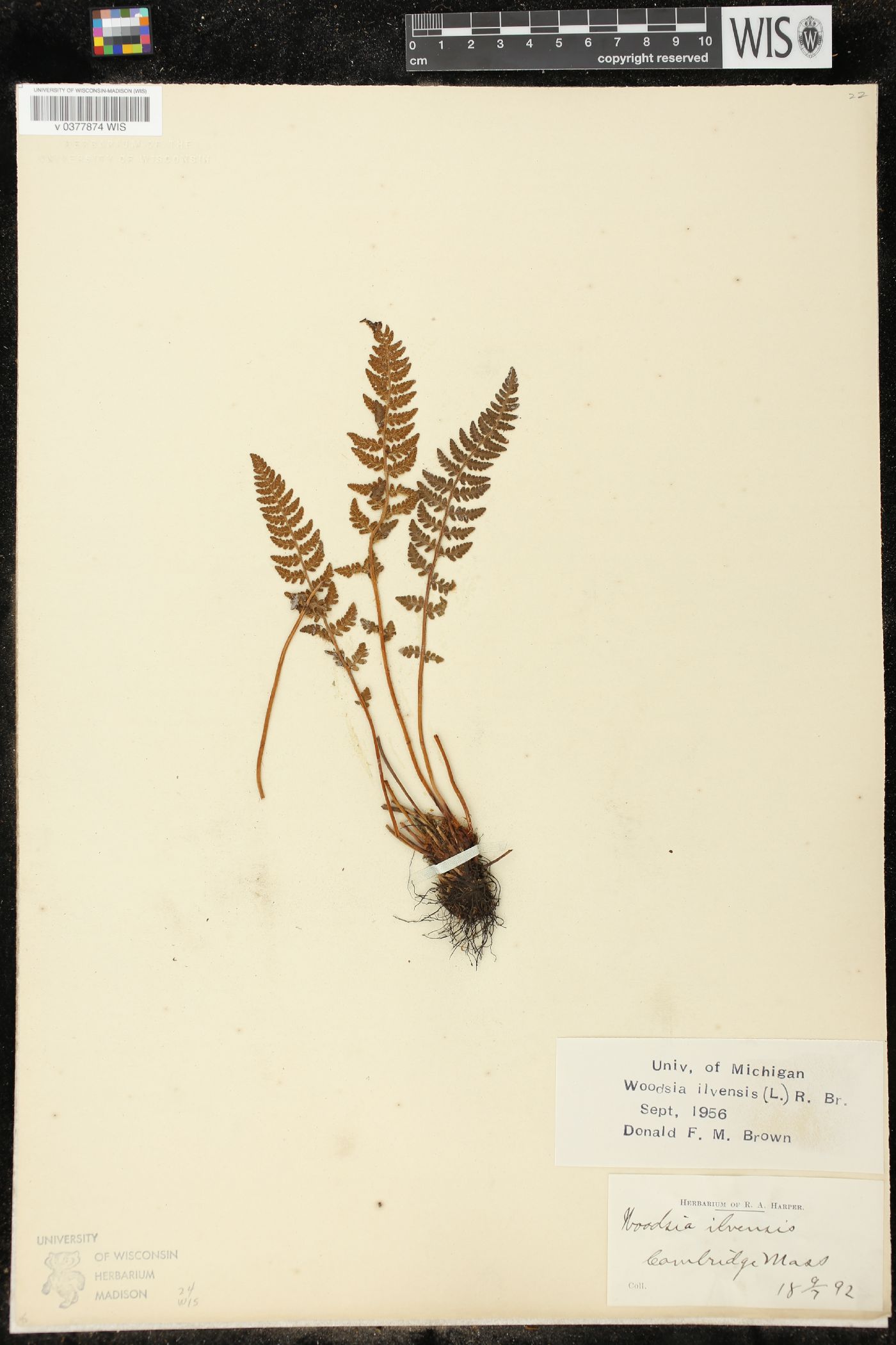 Woodsia ilvensis image