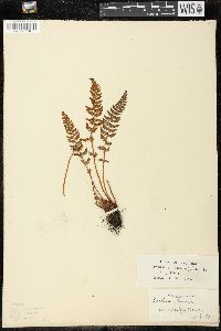 Woodsia ilvensis image