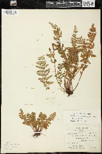 Woodsia ilvensis image