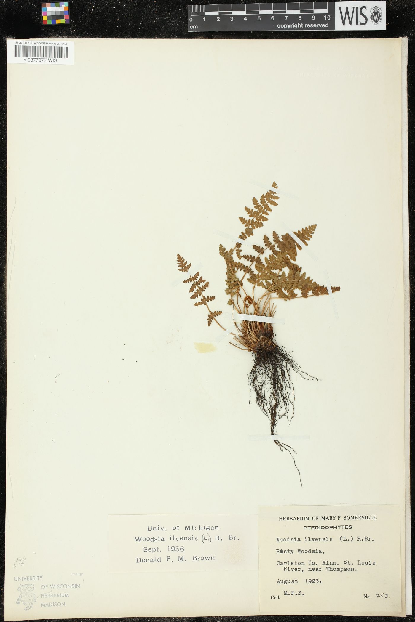 Woodsia ilvensis image