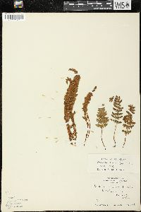 Woodsia ilvensis image