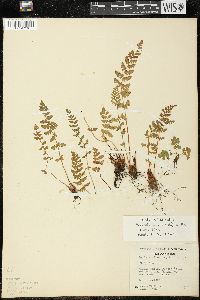 Woodsia ilvensis image