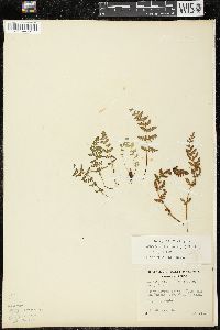 Woodsia ilvensis image