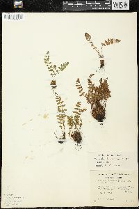 Woodsia ilvensis image