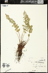 Woodsia scopulina image