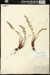 Woodsia scopulina image