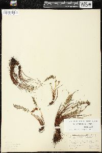 Woodsia scopulina image