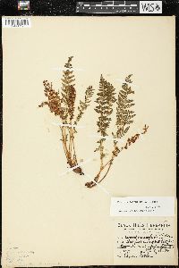 Woodsia scopulina image